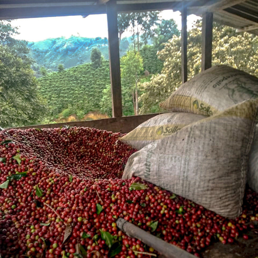 Finca El Roble